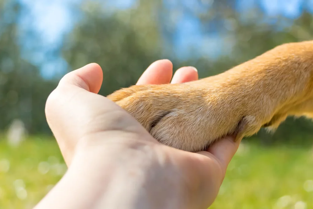 le-sanctuaire-animalier-modele-reproductible2